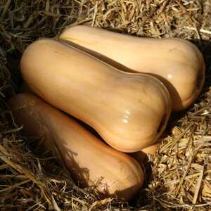 Marshalls Garden Sweetmax Butternut Squash Seeds - approx 8 seeds