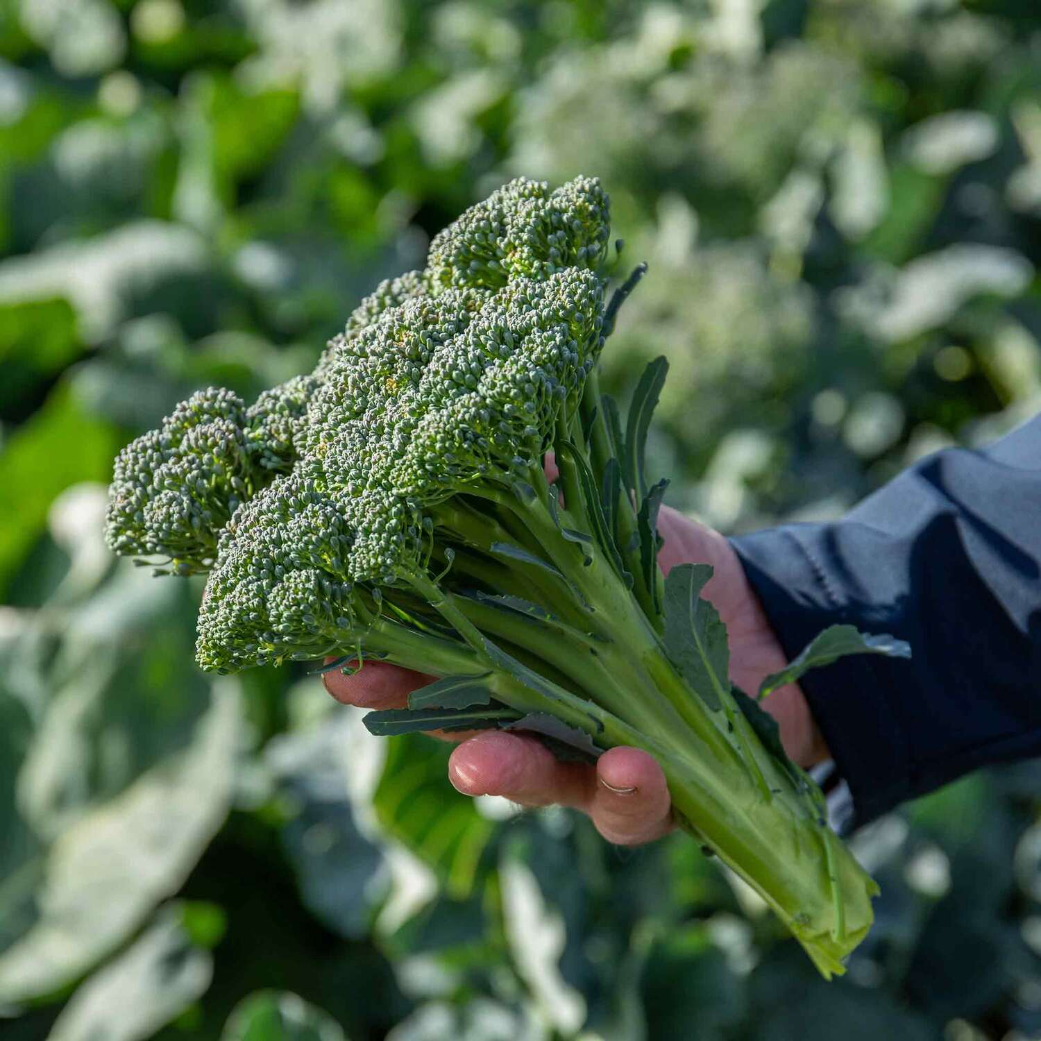 Marshalls Garden Royal Tenderette F1 Stem Broccoli Seeds - 50 Seeds - Green