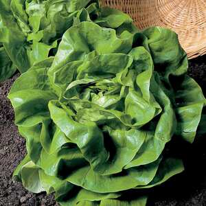 Marshalls Garden Butterhead Lettuce Seeds - All-year, continuous harvest, 1700 seeds