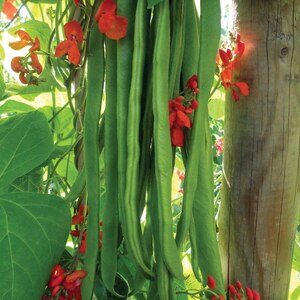 Firestorm Runner Bean Seeds Self-Pollinating Red-Flowering Climbing Variety