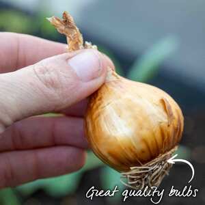 Daffodil Bulbs 'Apricot Whirl'