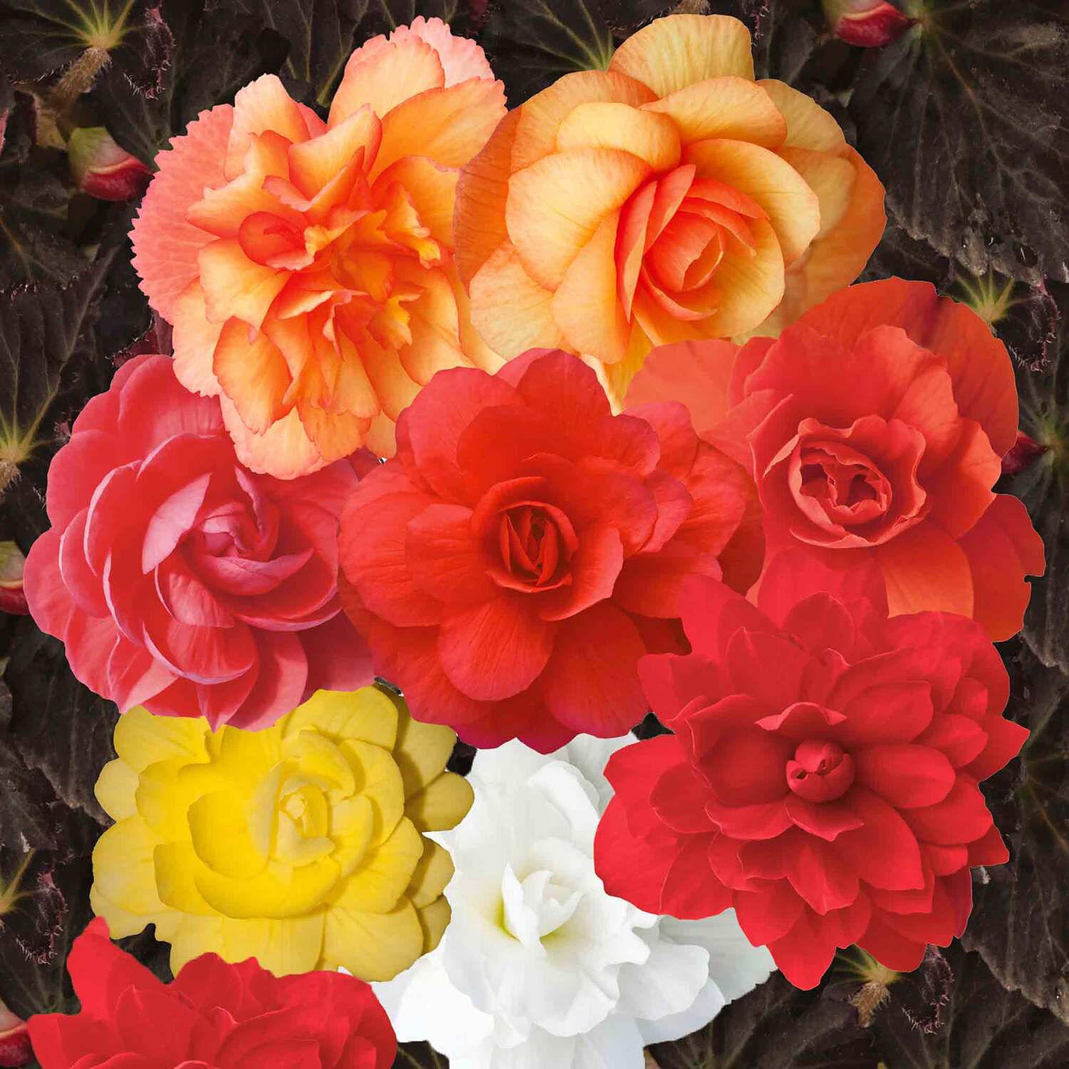 Unwins Begonia Seeds - Illuminations Mix - Neutral
