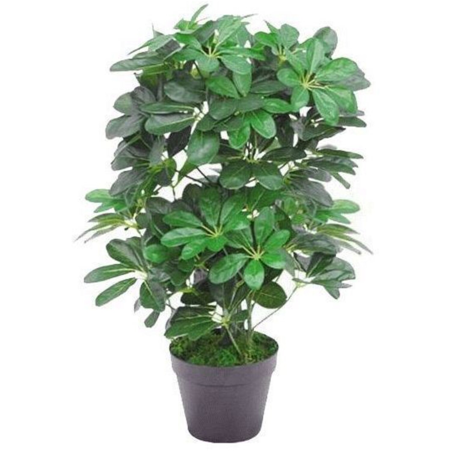 Artificial Arboricola Plant 55cm Potted Indoor Decor - Green