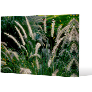 decorative cat tail grass growing along a walkway Canvas Print