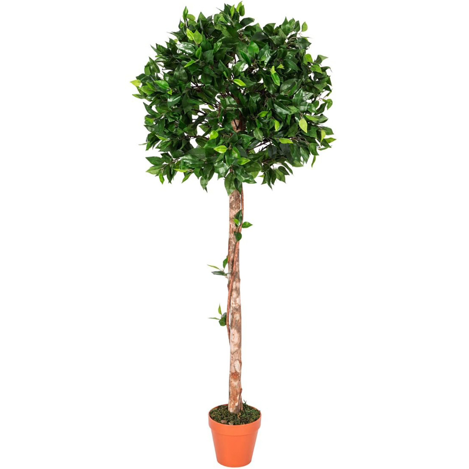 Homescapes Green 4ft Ficus Topiary Artificial Tree with Pot, 125 cm - Green