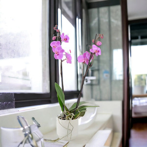 Phalaenopsis Orchid Pink 2 Stem in White Ceramic Pot 12cm UK Grown