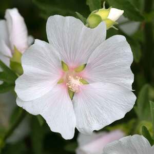 Marshalls Garden Lavatera 'Marshmallow White Ice' White Shrub Plant 1500 mm 9cm Plant