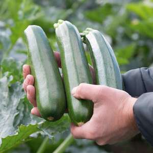 Ladoga Courgette Seeds - Early high-yield variety, 6 seeds