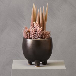 Fiori Mixed Succulents In Ceramic Pot