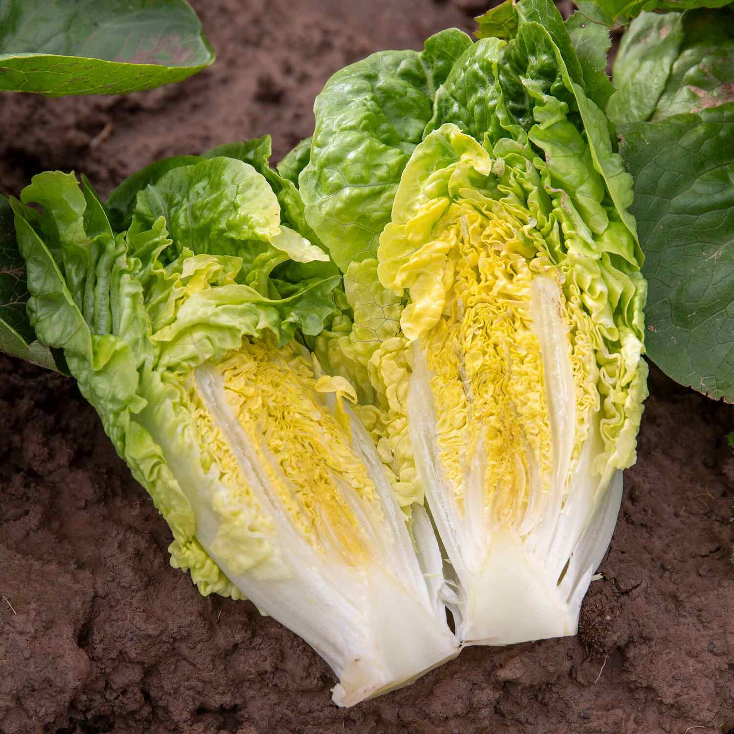 Unwins Lettuce Seeds - Little Gem - Green
