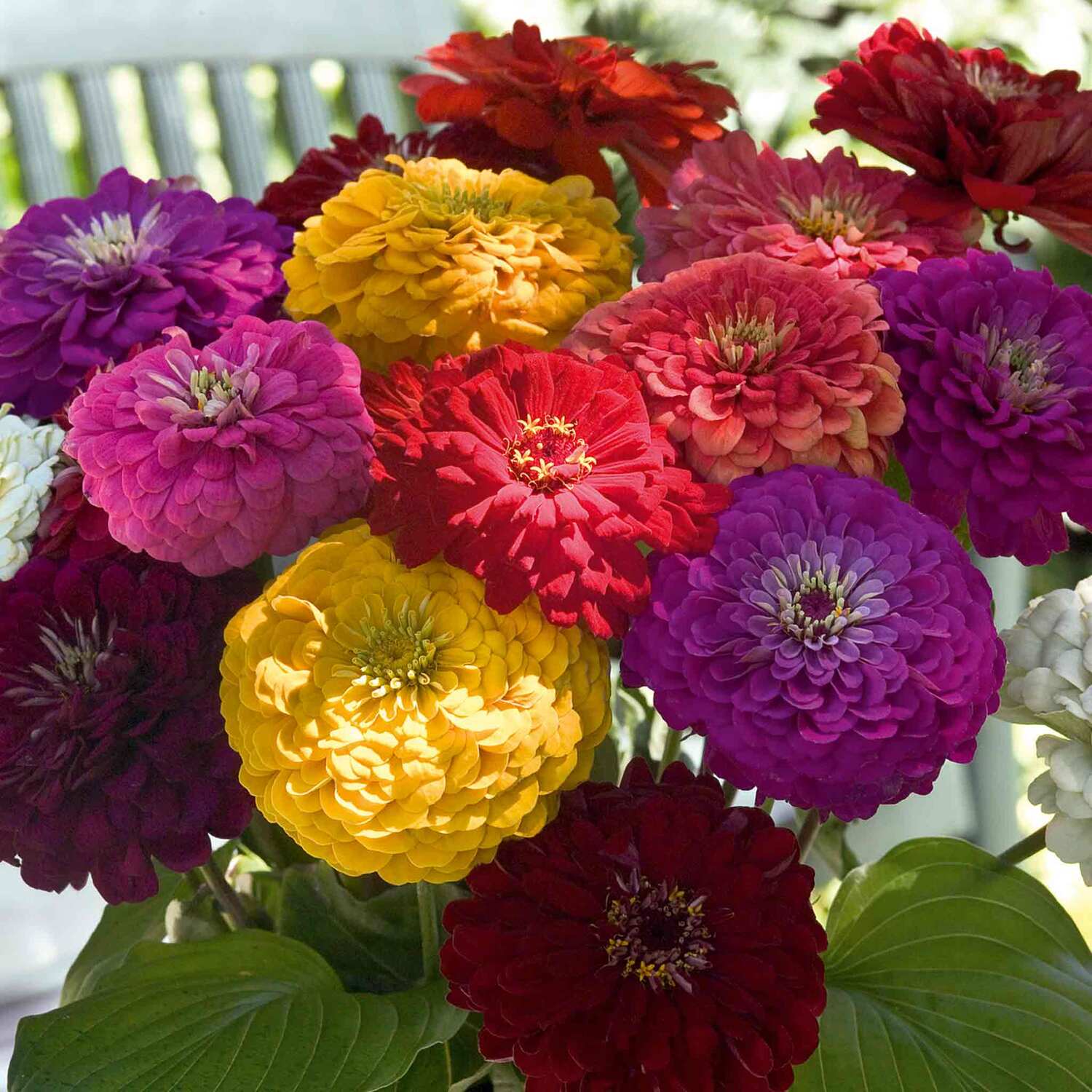 Unwins Zinnia Seeds 'Benary's Giant' - Red