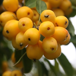 Plant Theory Malus x Zumi Golden Hornet Crab Apple Fruit Tree 12L Pot 1.5 - 1.8m