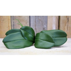 5 Phalaenopsis Leaves 23cm