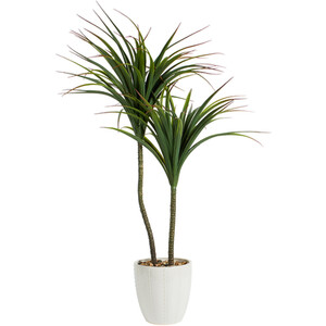 Dragon Tree in Ceramic Pot