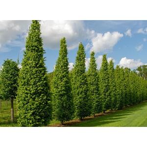 Carpinus Betulus Frans Fontaine Tree, 6ft, 12L Pot by Directplants