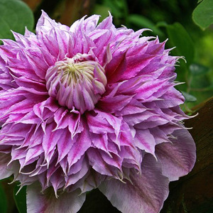 Clematis Josephine Pink Flowering Vine Climbing Plant