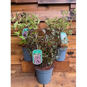 3x Mixed Extra Large Weigela Flowering Shrubs in 3L Pots By Direct Plants