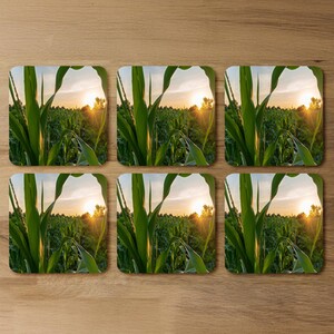 Corn and sun close up Designer Coaster Set