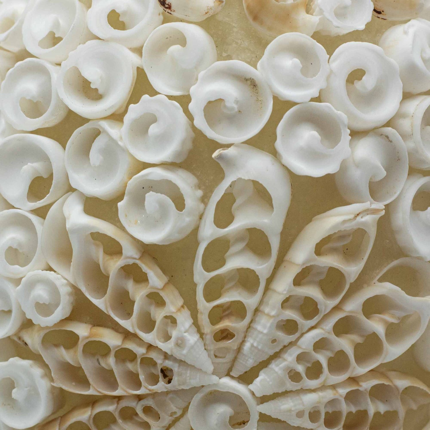 Image of Boho Sea Shell Lamp Cut Art&hellip;