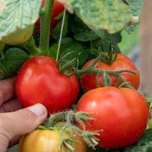 Summerlast F1 Patio Tomato Seeds