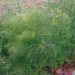 Fennel Plant - Foeniculum vulgare