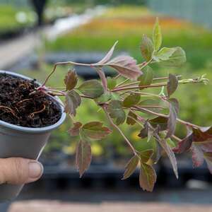 Clematis montana 'Double Raspberry Truffle' 9cm