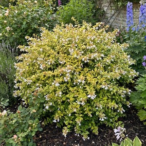 Abelia Francis Mason Variegated 2L Evergreen Shrub