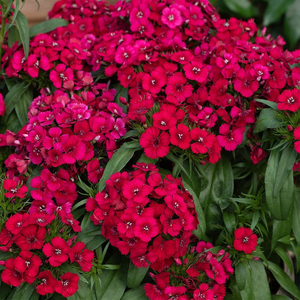 3 Dianthus Sweet William Dart Pink Magician Autumn Bedding 9cm