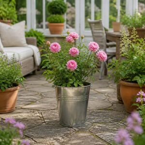 Plants By Post 5L Happy Retirement Pink Rose Bush D