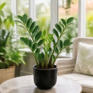 Plants By Post Zamioculcas Zamiifolia ZZ Plant