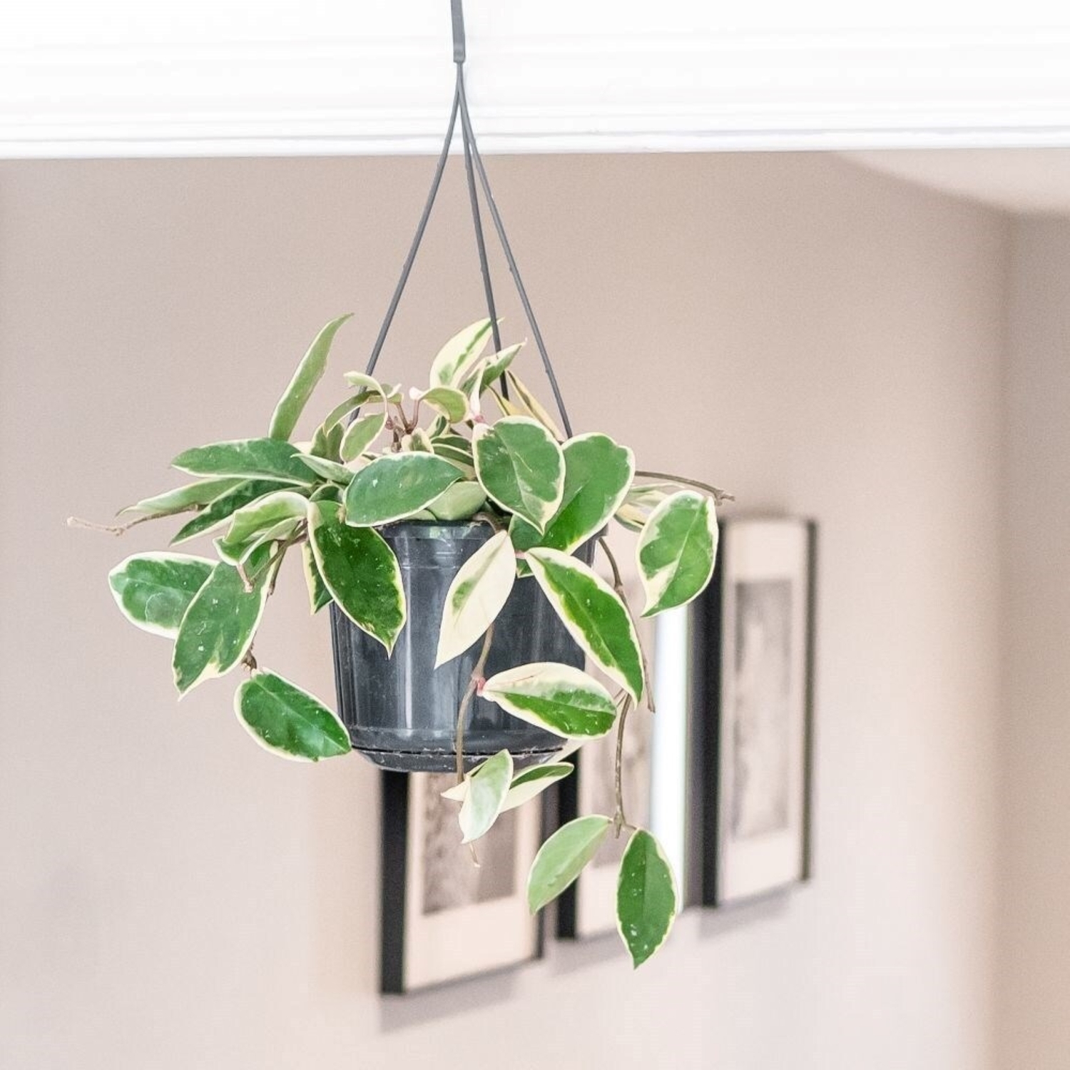 Primrose Hoya Carnosa Krimson Queen Wax Plant Or Wax Flower 14Cm Pot Hanging Pot Flowering House Plants - Green