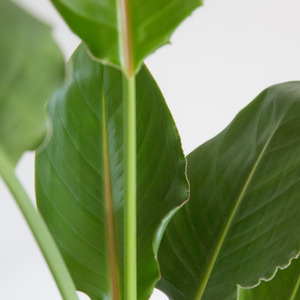Bird Of Paradise 17cm - Houseplant