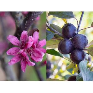 Malus Roberts Red Crab Apple Tree, 6ft, 12L Pot by Directplants