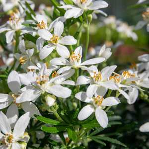 Choisya 'White Dazzler' (Mexican Orange Blossom) Evergreen scented shrub, 1 pack 9cm Plant