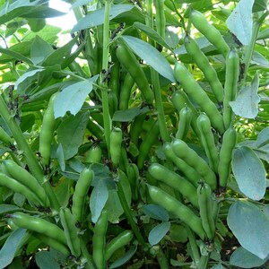Marshalls Garden Oscar Broad Bean Seeds - Compact Patio Variety