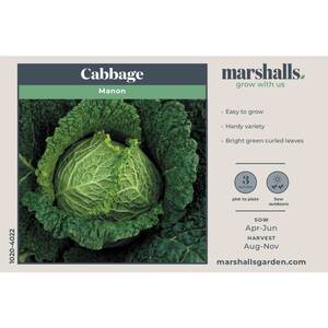 Marshalls Garden Manon F1 Cabbage Seeds - Fast-maturing, Hardy variety, 45 seeds