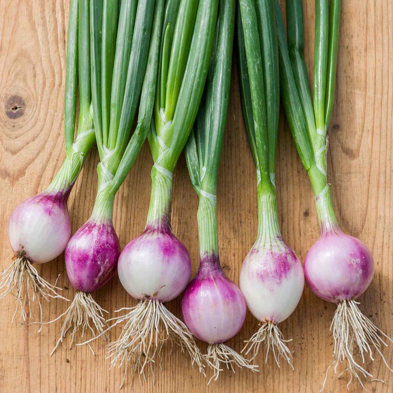 Marshalls Garden Ruby Red Onion Seeds - Mild, Sweet, Approx. 250 Seeds For Pots And Gardens - Red