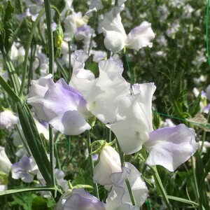Unwins Platinum Jubilee Spencer Sweet Pea Seeds - Pale Blue-Striped, Fragrant, 20 Seeds