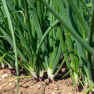 Marshalls Garden Lilia Red Spring Onion Seeds - Dual-Purpose Salad and Bulb, 500 Seeds