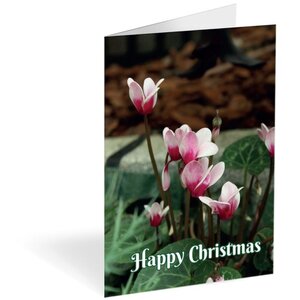 Christmas Cyclamen Folded card 150 Pack