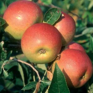 Plant Theory Apple Laxton's Superb Edible Apple Fruit Tree 11.5L Pot 1.2m