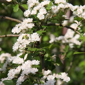 Plant Theory Plena Hawthorn May Blossom Tree Crataegus x Media 9L Pot 2m - 2.5m