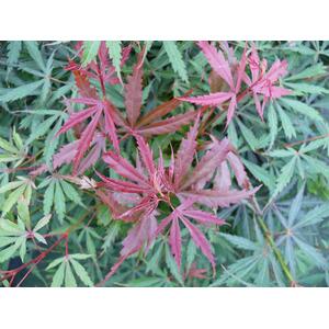 Acer Palmatum Jerre Schwartz 50-60cm, 5L Pot