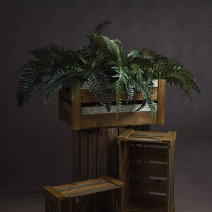 Fern Bunch Natural Greenery