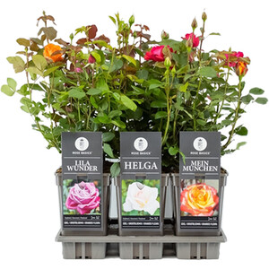 Salix Integra Flamingo Plant - Pink
