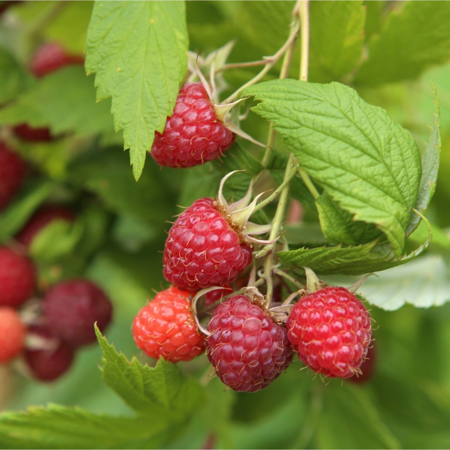 Raspberry Glen Ample Canes