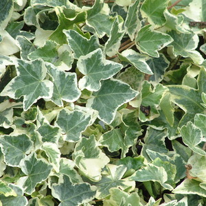 Hedera Clotted Cream