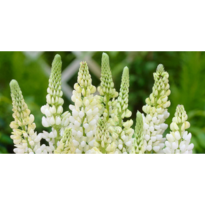 Lupin Legendary White Shades