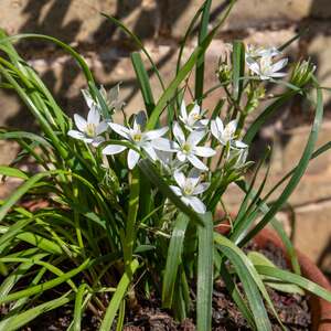 Marshalls Garden Garlic Chive Allium Tuberosum - 9cm