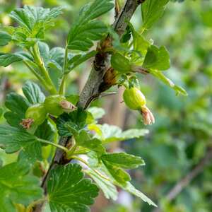 Marshalls Garden Gooseberry Standard Plant 'Hinnonmaki